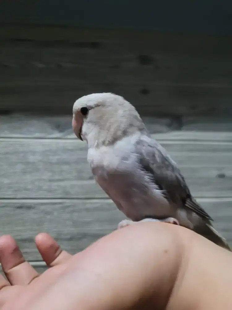 lovebird non klep LB nk