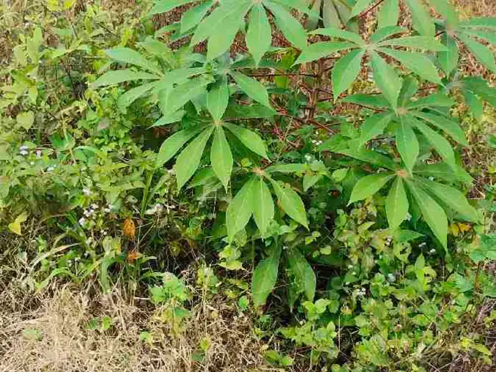 Dijual kavling Harmoni farm house Cariu