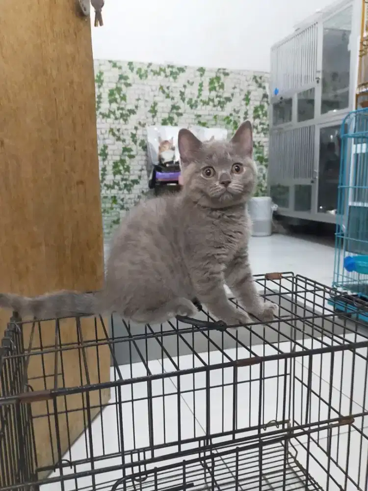 Kucing British shorthair dan scotish fold