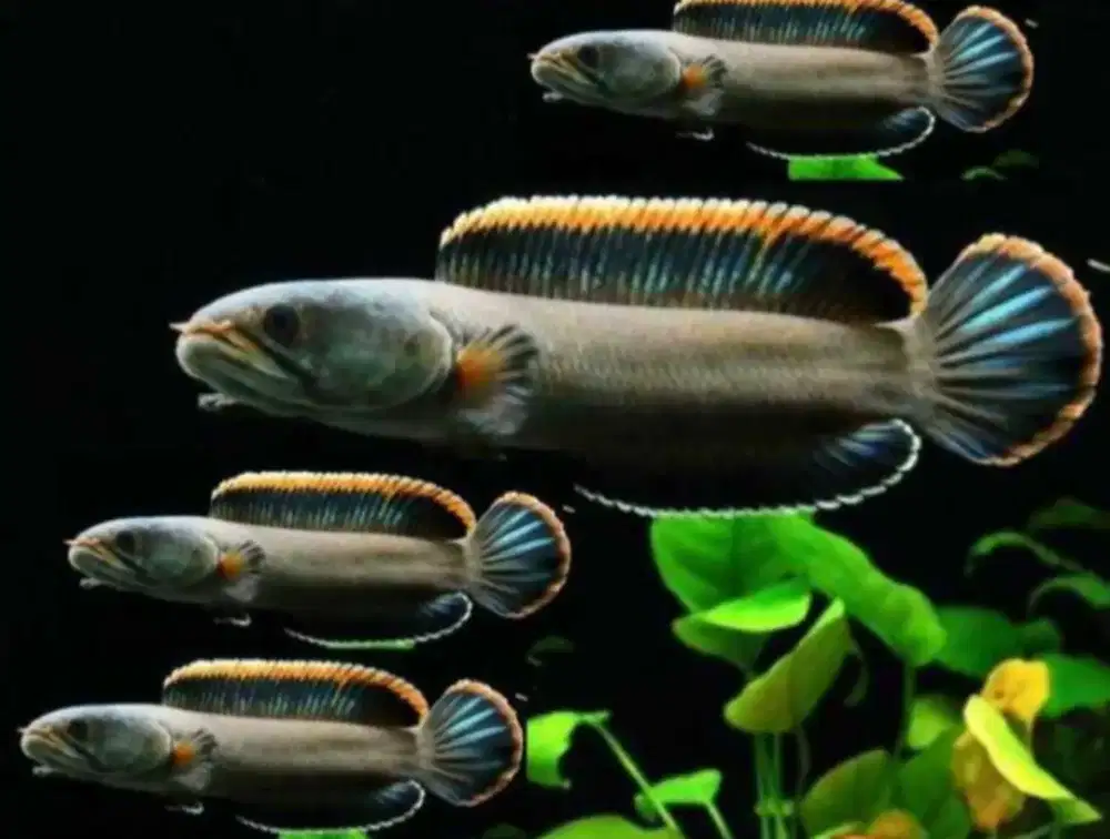 Channa Limbata | Size 4-5 Cm | Ikan Sudah Rawatan