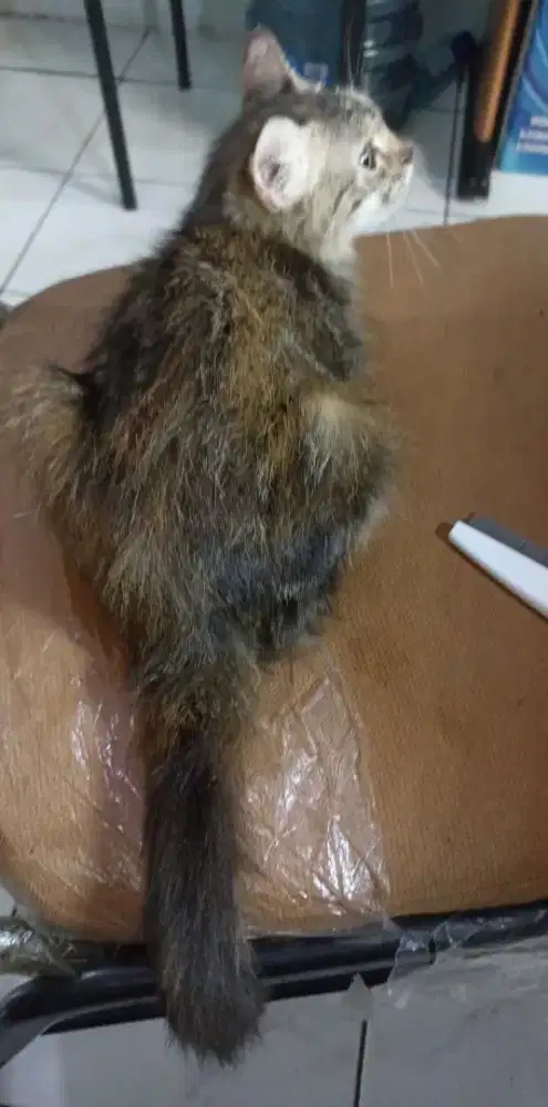 Persia medium betina