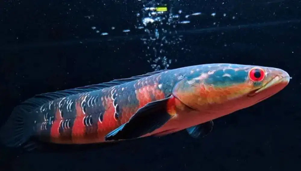 Baby Channa Red Maru | Size 2-3 CM | Ikan kualitas Grade A