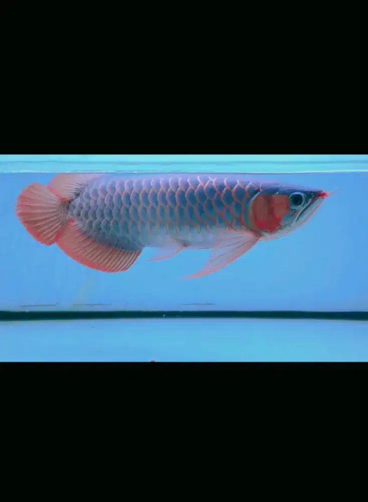 arwana super red chili