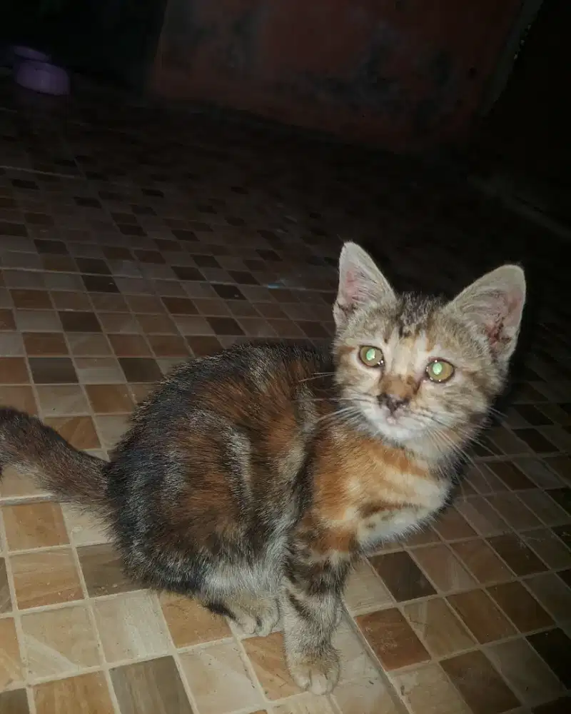 Kucing Kitten Corak Marble Langka