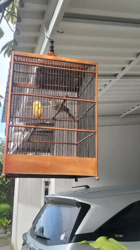 Cucak rowo betina mapan