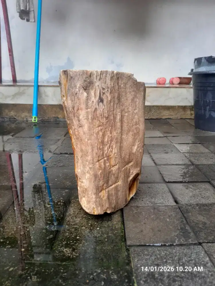 Black Opal / Kalimaya Sempor