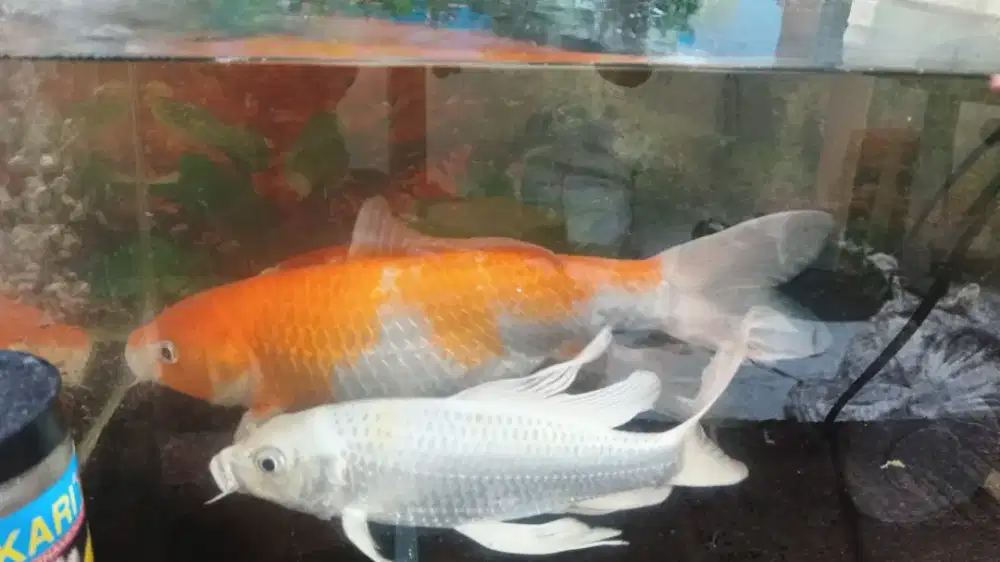Ikan koi + aquarium +mesinnya