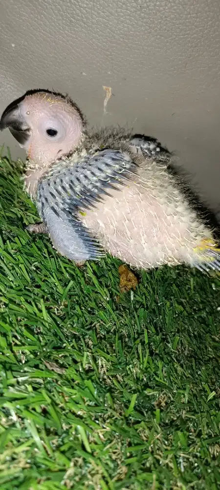 Baby sunconure semi HY