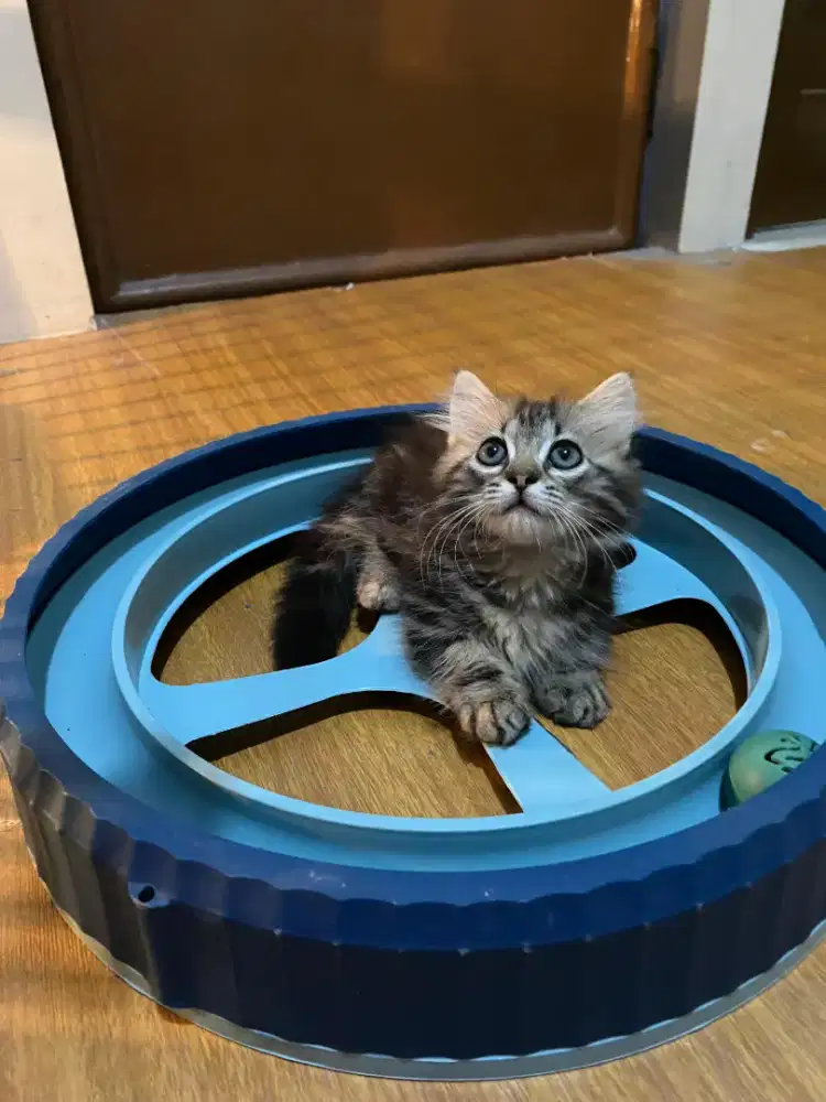 Kucing Munchkin Cebol