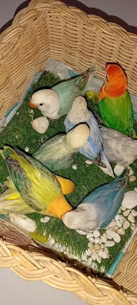 Aneka LB  AQUA berkualitas