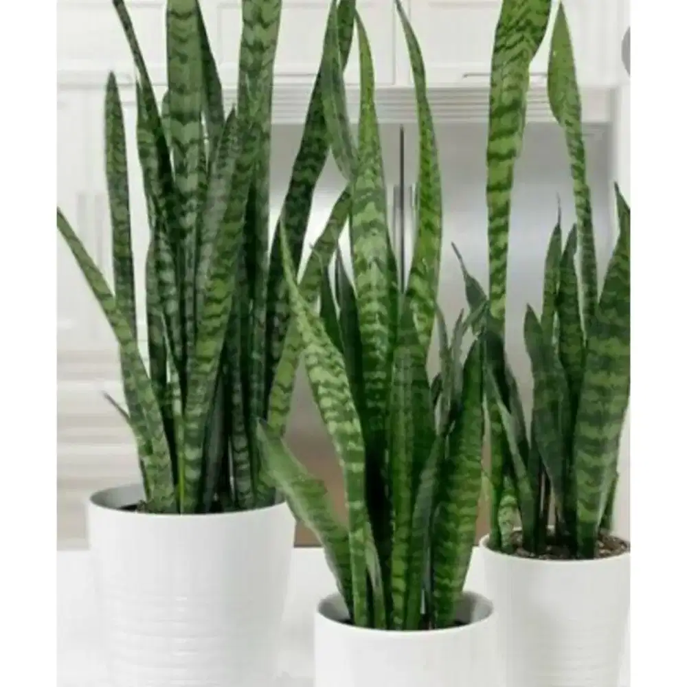 Tanaman Lidah Mertua hijau