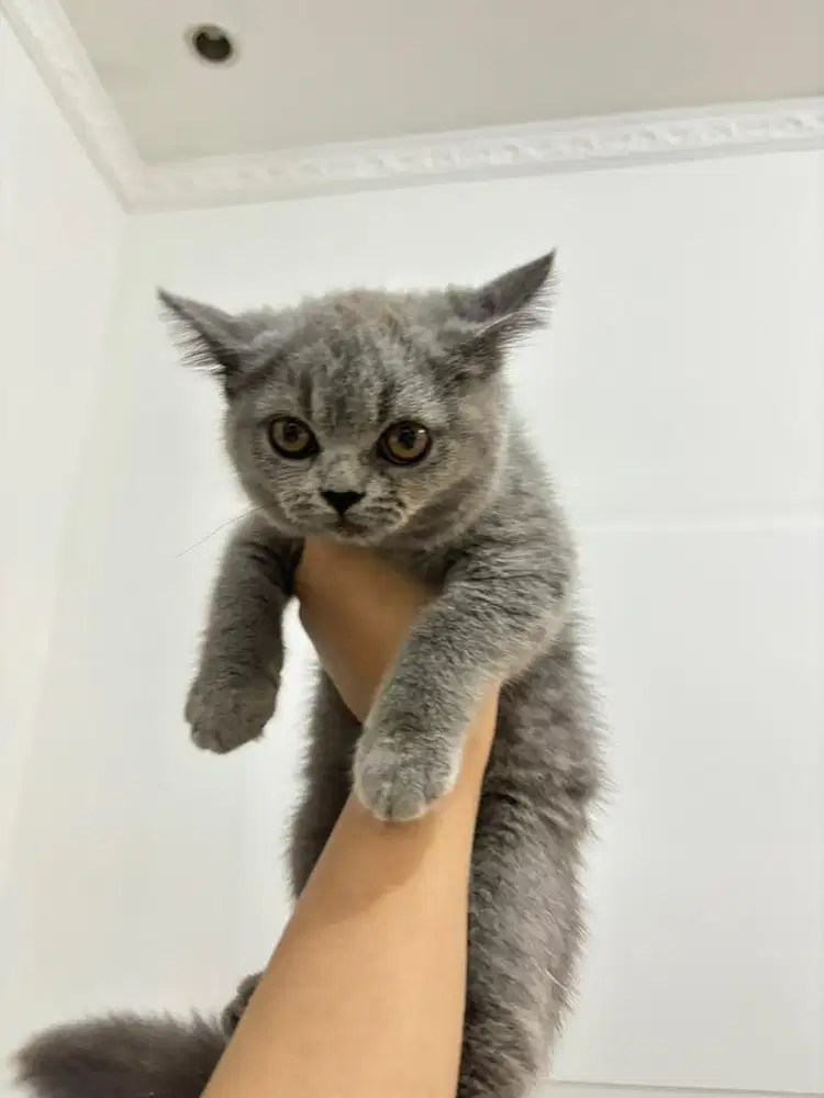 Lepas Adopsi Anak Kucing British Short Hair (BSH) Induk Ped x Non Ped