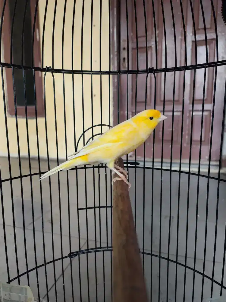 Burung kenari gacoran