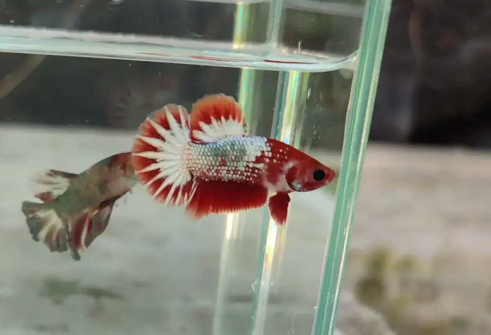 Ikan cupang fccp startail