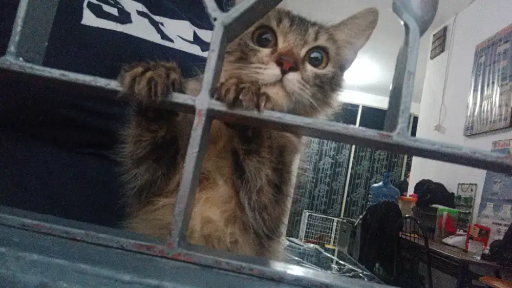 Persia medium betina