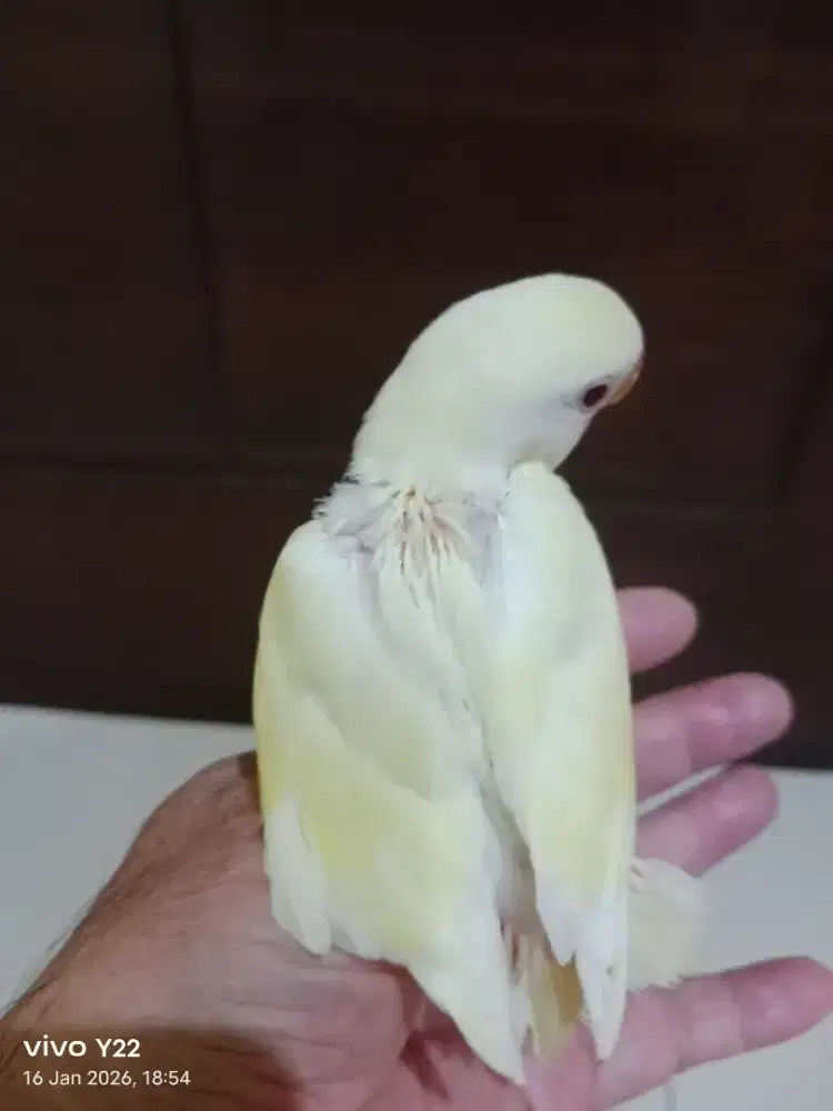 Lovebird NK cremino love bird nonkkep lolohan