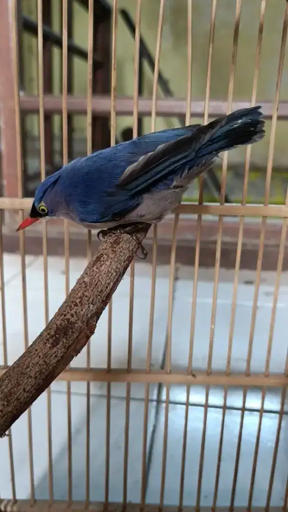 Burung masteran receh