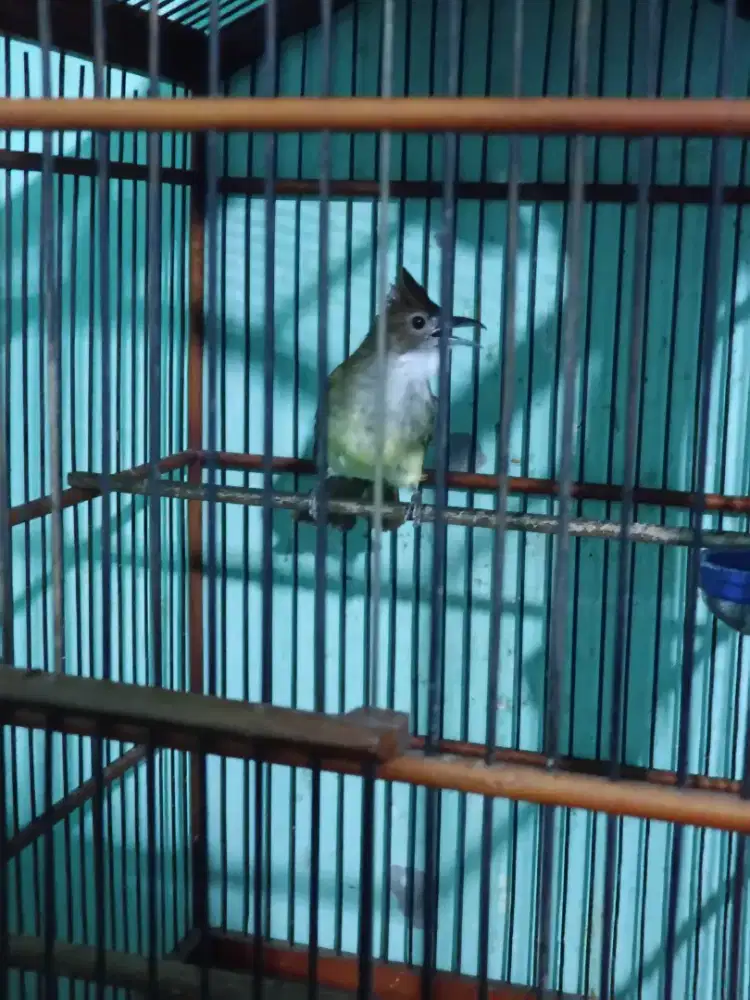 Burung masteran mbeset