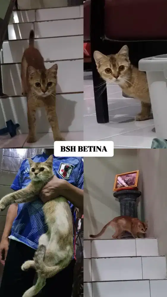 BSH Betina 1 thn