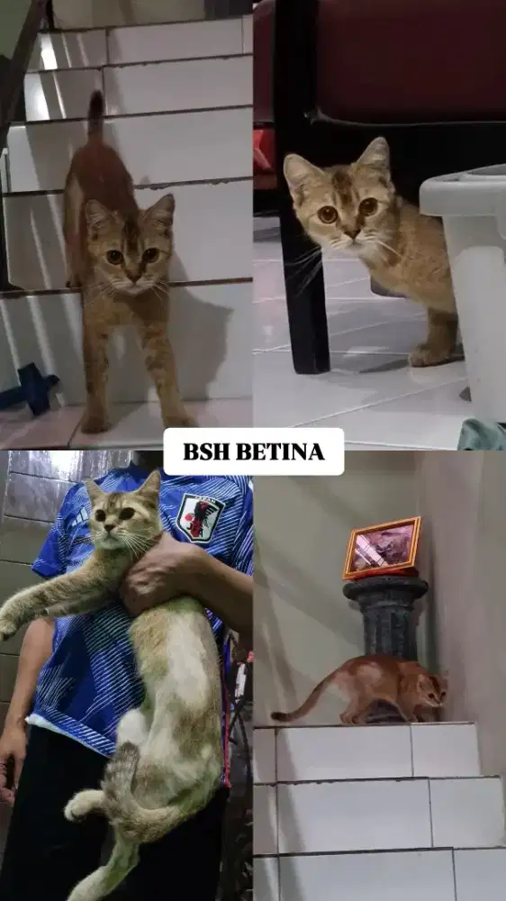 Adopsi kucing Bsh
