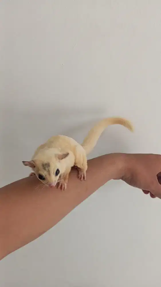Sugar Glider Platmoz