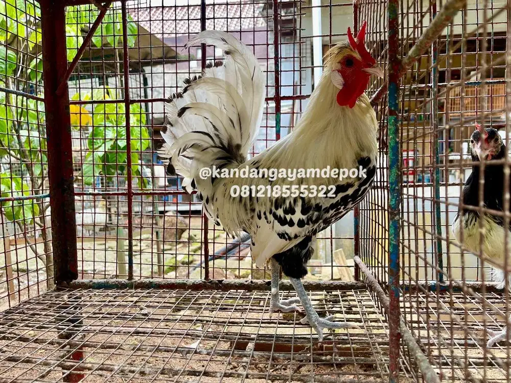 Ayam appanzel jantan dewasa