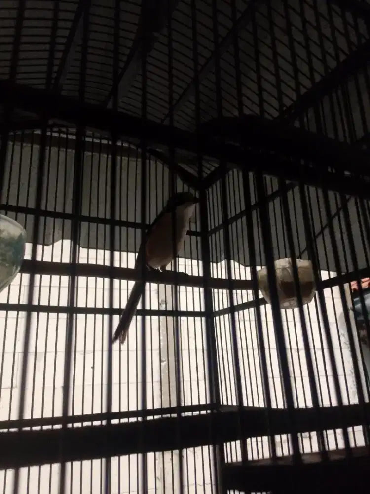 Di jual burung pentet TT