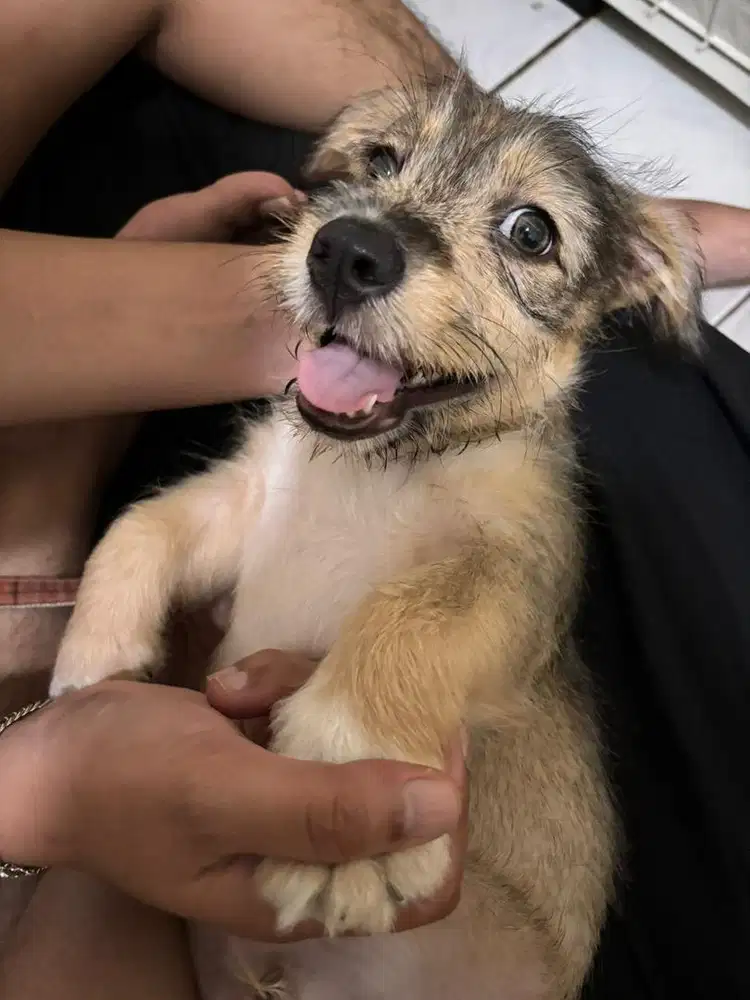 Free adopt puppy mix