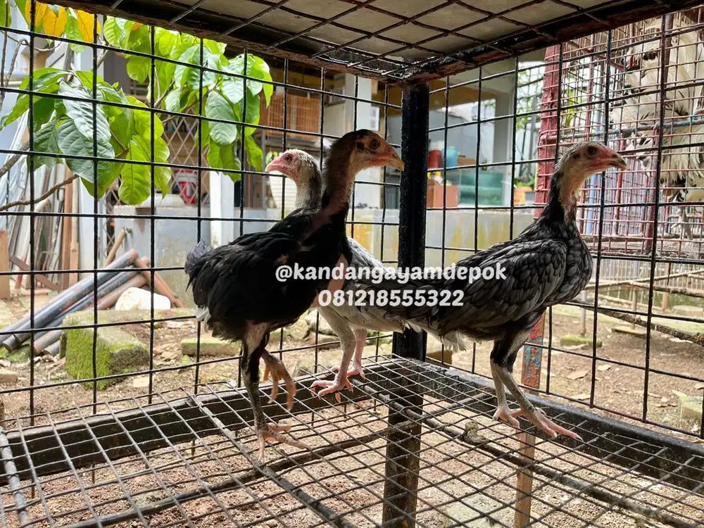 Ayam bangkok klasik 3 bulan