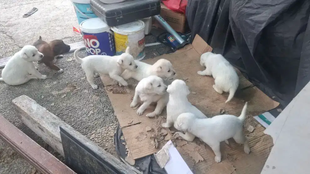 Anakan anjing Kintamani