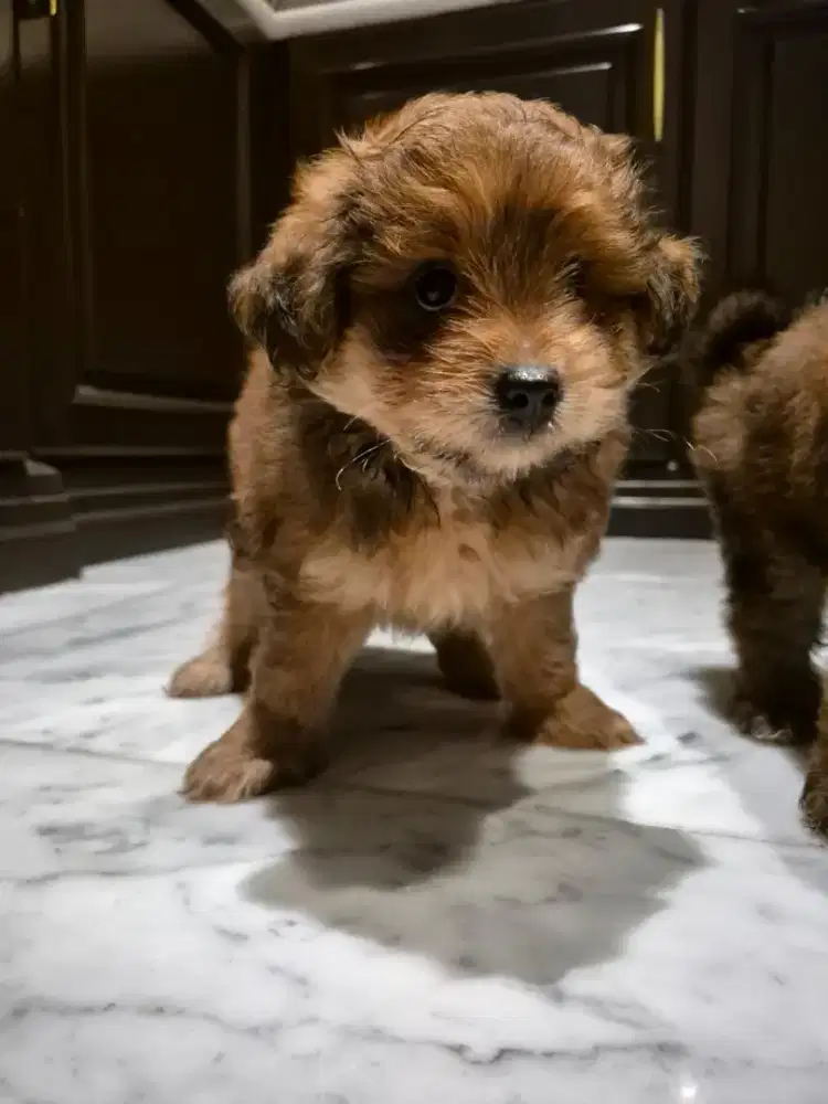 Anjing ras maltipo (maltese poodle)