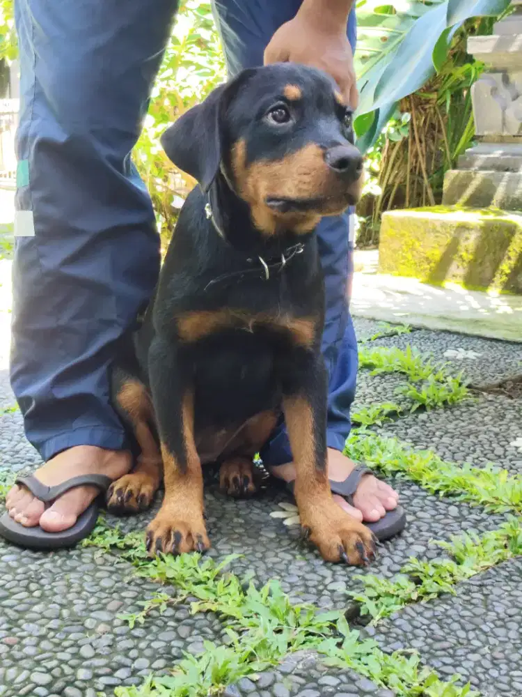 Rottweiler puppies/anakan rottweiler