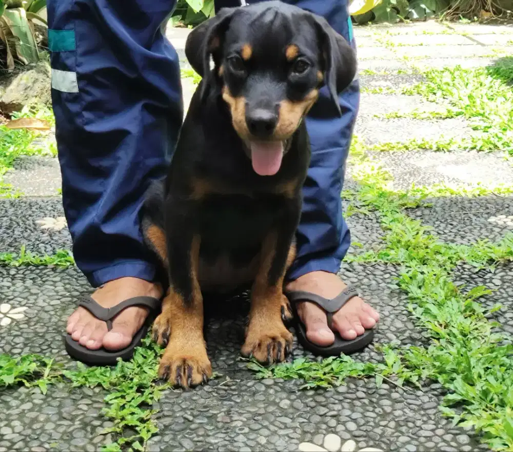 Rottweiler puppies/anakan rottweiler