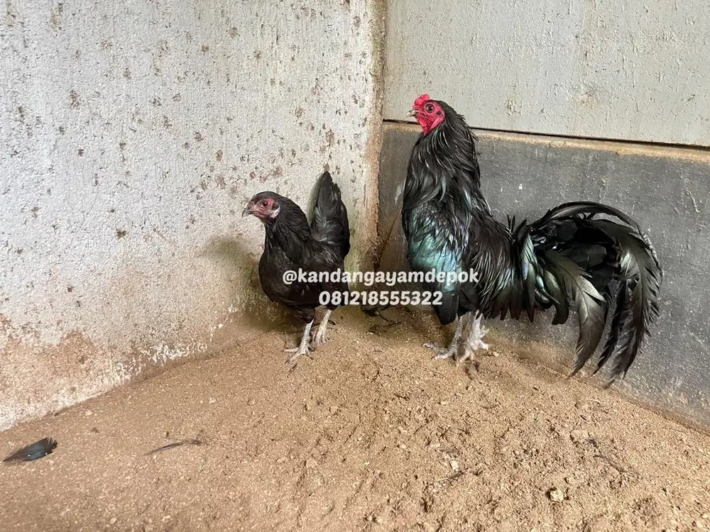 Ayam black sumatra sepasang
