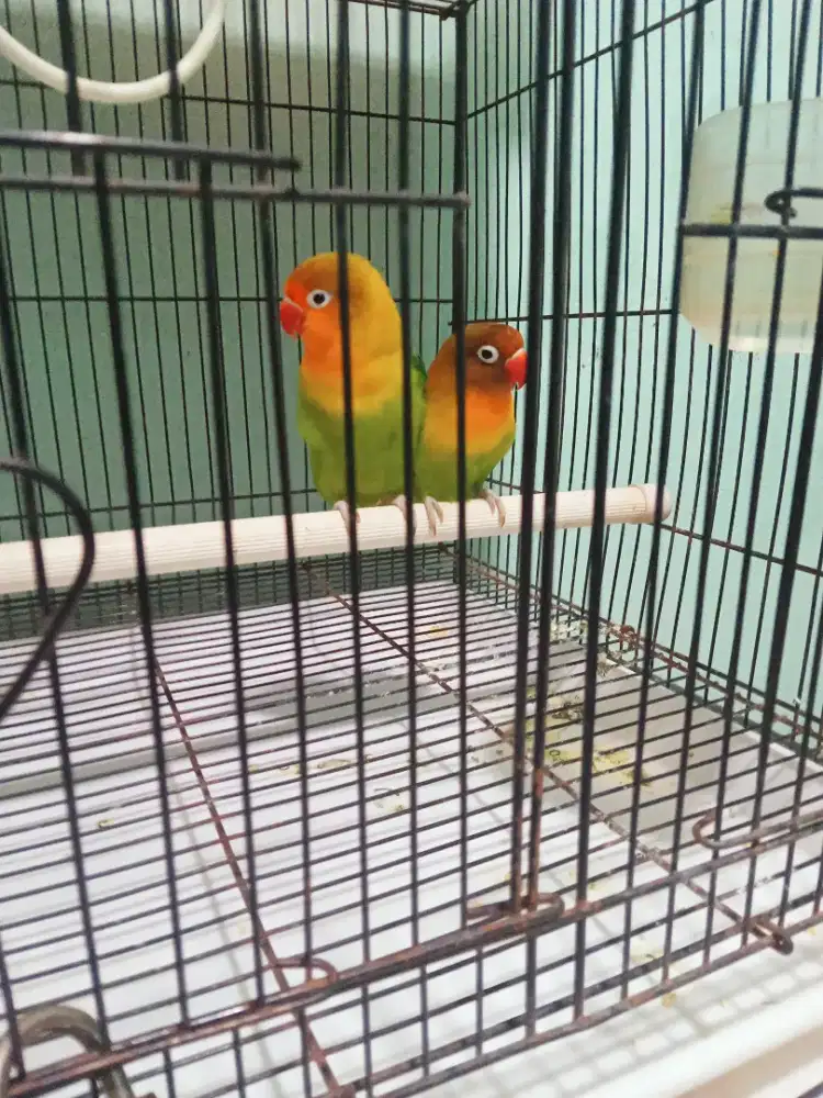 Jual burung sepasang