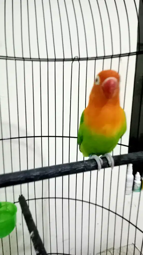 Burung Lovebird Biola Greend