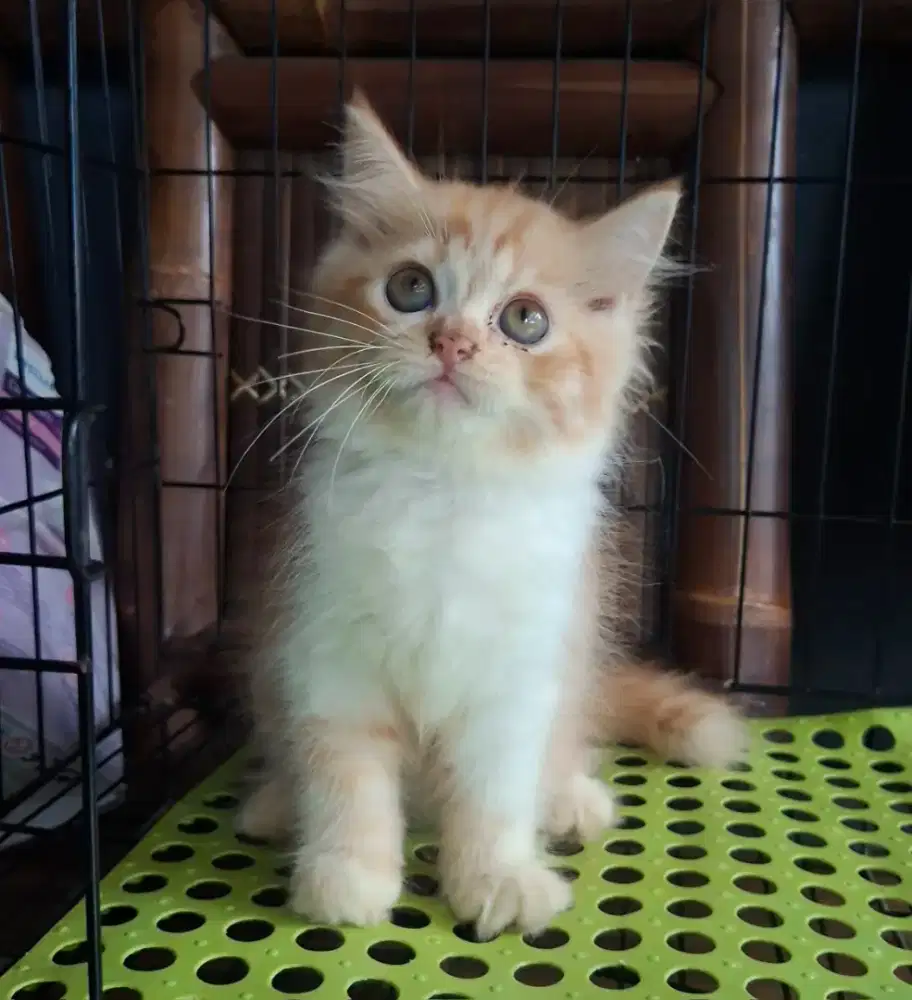 Anak kucing anggora/kitten flatnose betina /kucing persia betina