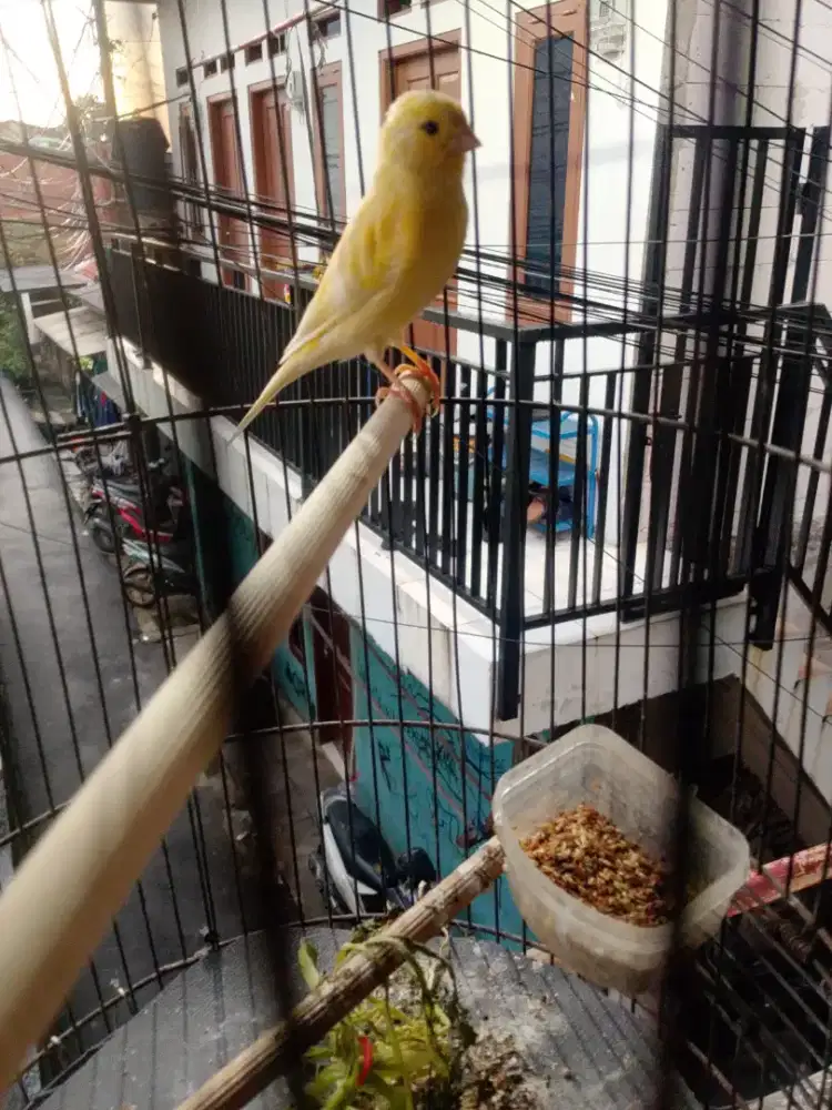 Di jual kenari baru rajin TT Ama yang lain