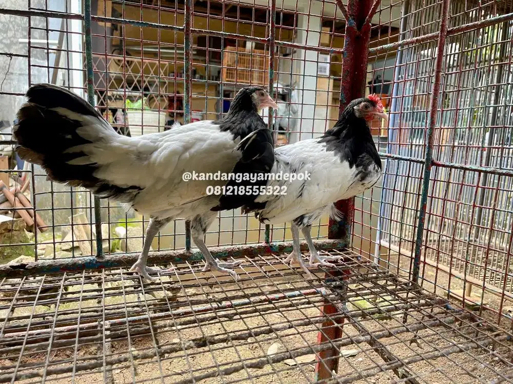 Ayam Lakenvelder sepasang