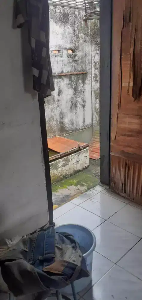 Burung perkutut masuk rumah ada ringnya