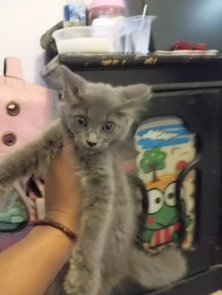 Kitten persia Abu solid jantan