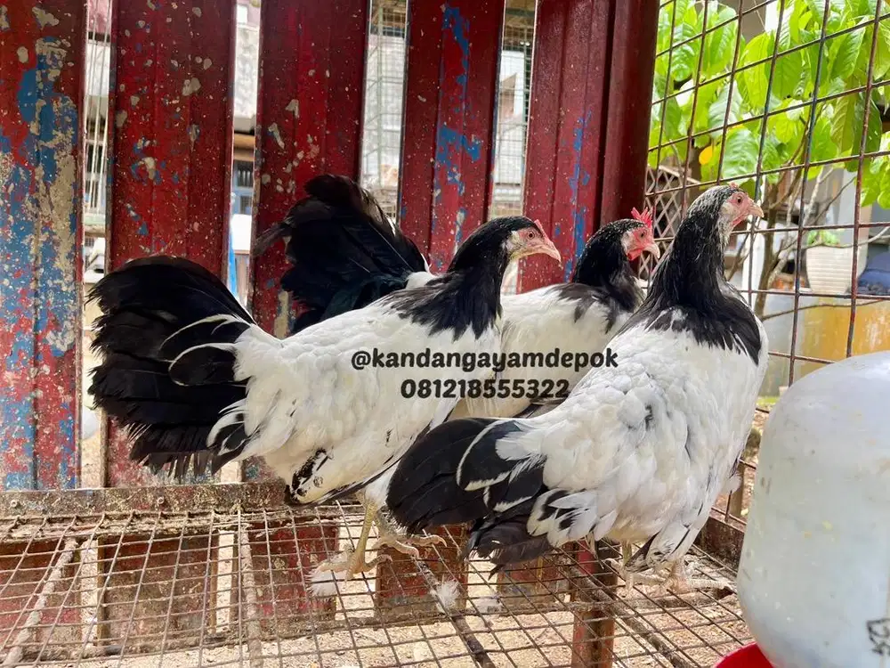 Ayam Lakenvelder sepaket 3 ekor