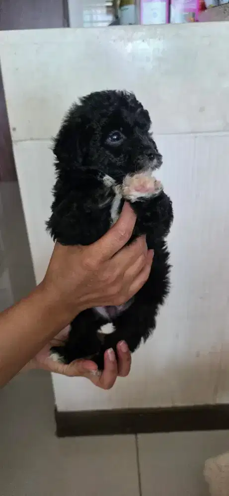 DIJUAL ANAKAN ANJING PUDEL