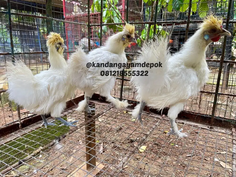 Ayam kapas putih