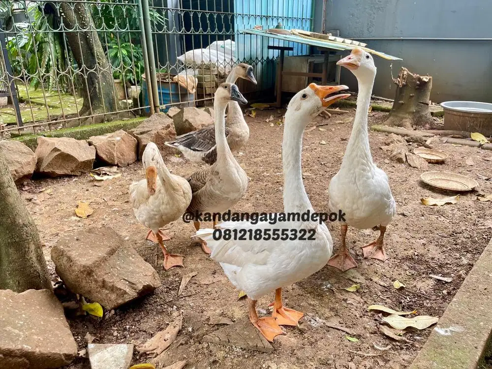 Soang / Angsa sepasang