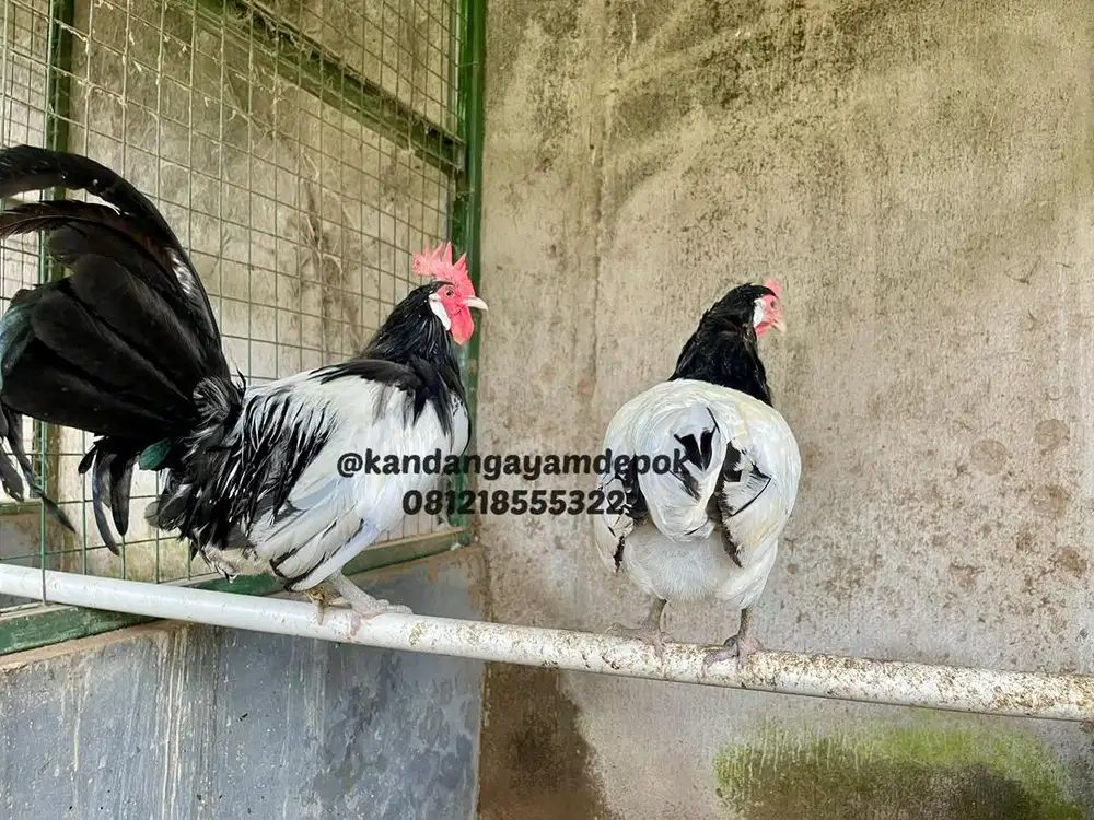 Ayam Lakenvelder sepasang