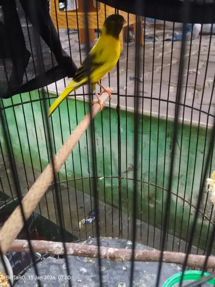 Kenari lokal gacoran