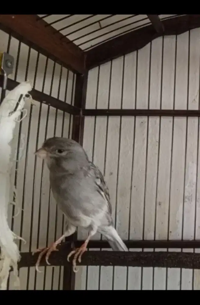 Kenari serian AFS Starblue