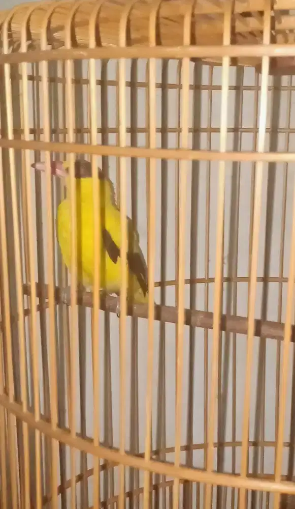 Jual burung kepodang bali