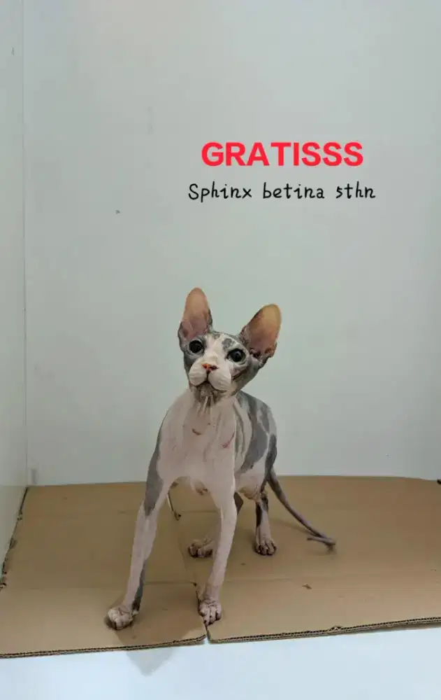 Turun harga!! Sphynx elf betina BU